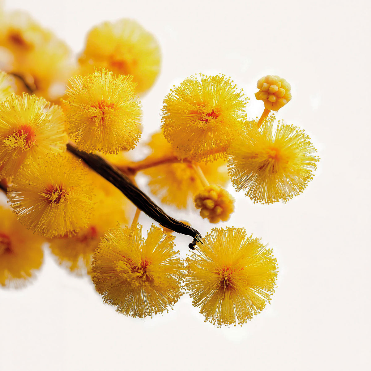 HEADSPACE Acacia Extrait de Parfum – Flakonansicht