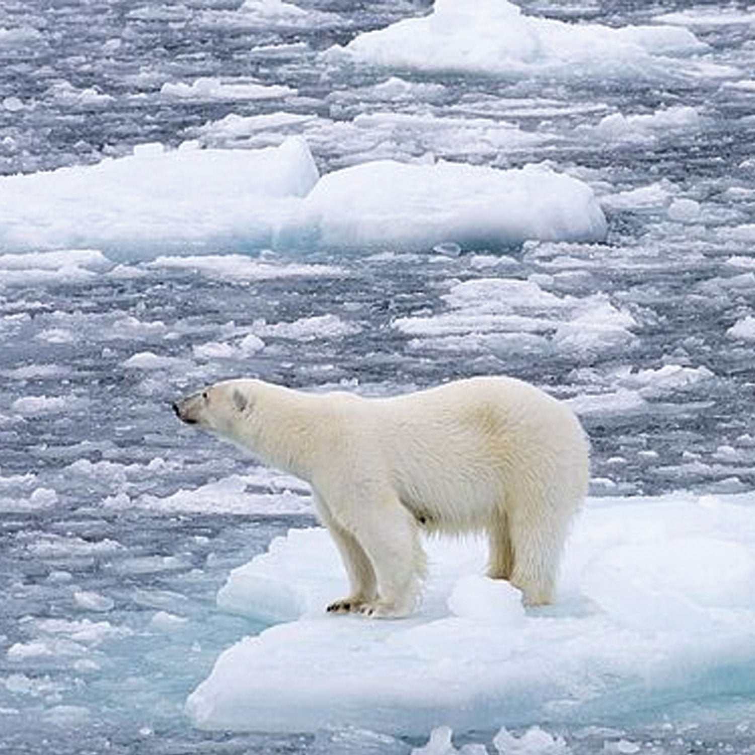 Eisbär auf Eisscholle symbolisiert den Schutz bedrohter Tiere durch die ProTier Stiftung in der Schweiz.